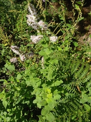 Mentha suaveolens