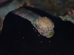 Scutus antipodes