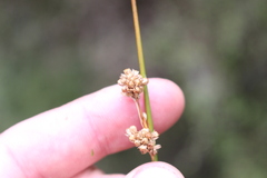 Juncus edgariae