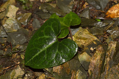Asarum macranthum