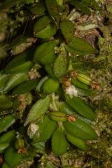 Gastrochilus ciliaris