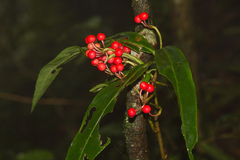 Ardisia crispa