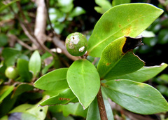 Pittosporum cornifolium
