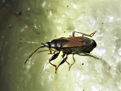 Eremocoris depressus