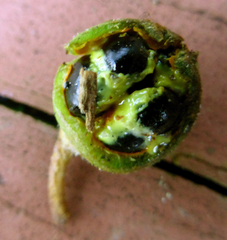 Pittosporum cornifolium