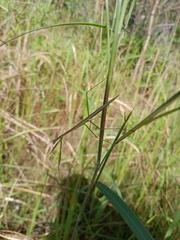 Tenodera