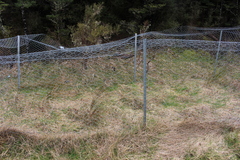 Carmichaelia torulosa