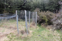 Carmichaelia torulosa