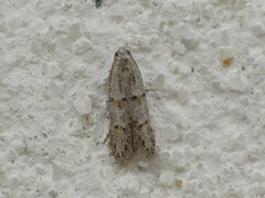 Symmocoides oxybiella