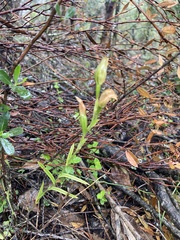 Pterostylis