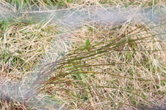 Carmichaelia torulosa