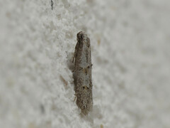 Symmocoides oxybiella