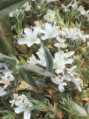 Arenaria querioides