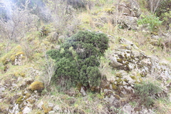 Carmichaelia torulosa