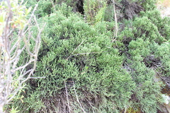 Carmichaelia torulosa