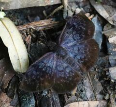 Camptopleura auxo