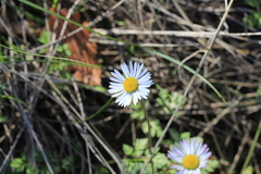 Bellis sylvestris