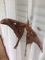 Coscinocera hercules
