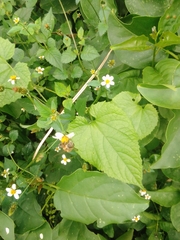 Bidens alba image