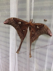 Coscinocera hercules