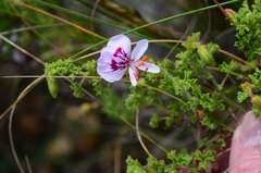 Pelargonium crispum