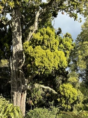 Dacrydium cupressinum