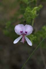 Pelargonium crispum