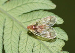 Saccharodite chrysonoe