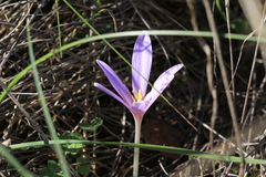 Colchicum autumnale