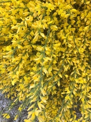 Genista cinerascens