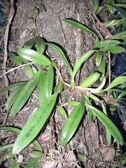Bulbophyllum auriflorum