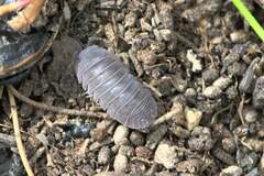Armadillidae