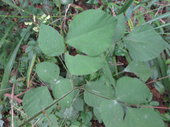 Hylodesmum podocarpum