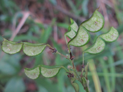 Hylodesmum podocarpum