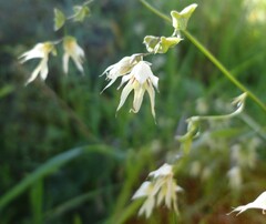 Melasphaerula graminea