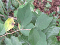 Maclura tricuspidata