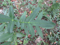 Zanthoxylum armatum