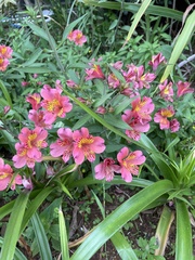 Alstroemeria aurea