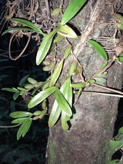 Bulbophyllum auriflorum