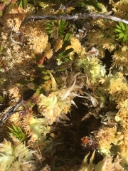 Sphagnum compactum