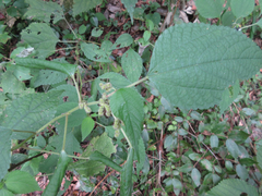Boehmeria nivea