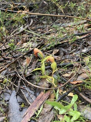 Pterostylis