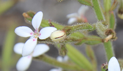 Stylidium pycnostachyum