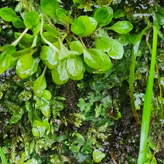 Lobelia anceps