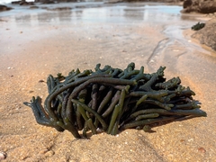 Codium