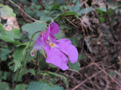 Impatiens textorii