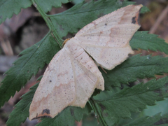 Pareclipsis gracilis