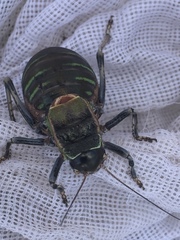 Pycnogaster jugicola