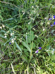 Melasphaerula graminea