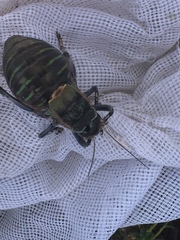 Pycnogaster jugicola